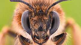 Timeline: Eje cronológico abejas