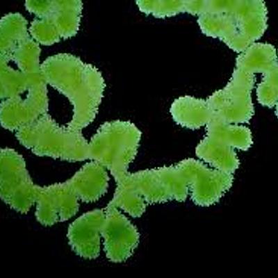 Timeline: Teoría celular