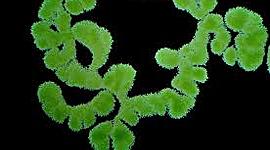 Timeline: Teoría celular