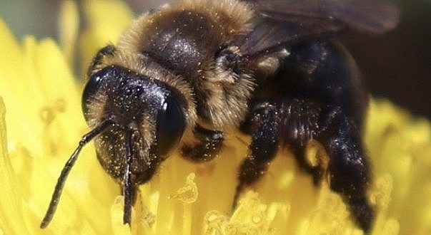 La reina es la madre de todas las abejas