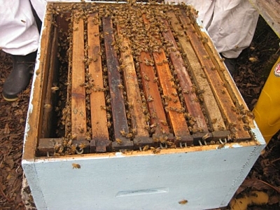 Aumento de cámaras de crías