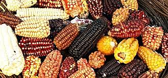 ASESORAMIENTO SOBRE VARIEDADES DE MAÍZ