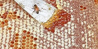 Espacio de Tránsito de las Abejas