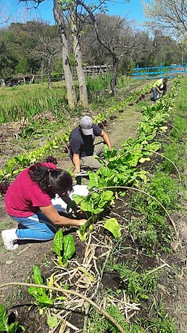Primer cosecha camellón