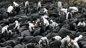 DESASTRE DEL PRESTIGE