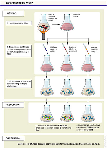 DNAren funtzioaren baieztapena