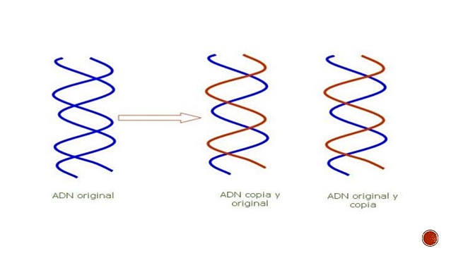 DNAren bikoizketa hipotesiak