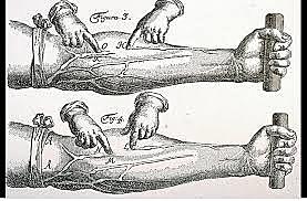 Circulació sanguínia (Harvey)