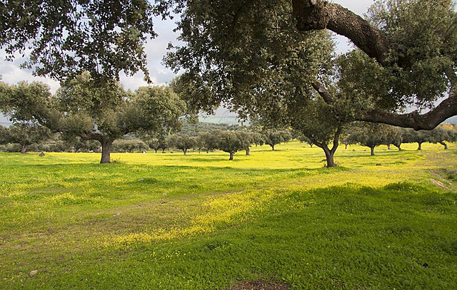 MEJORA DE LAS INFRAESTRUCTURAS DE RIEGO