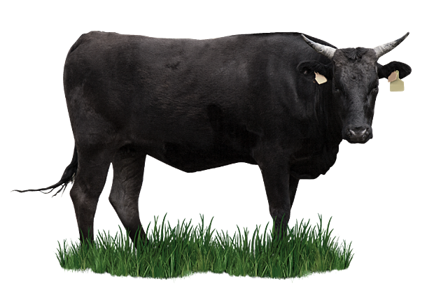 NUEVA RAZA GANADERA: WAGYU