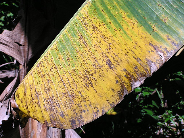 Sigatoka Negra (1934-1936)