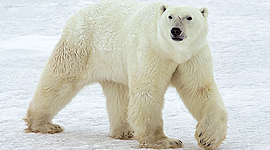 Timeline: STORIA DI ROMA