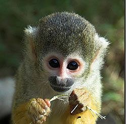 Monos del nuevo mundo