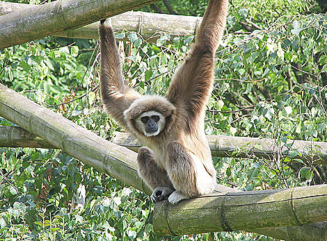 Monos menores(primates)