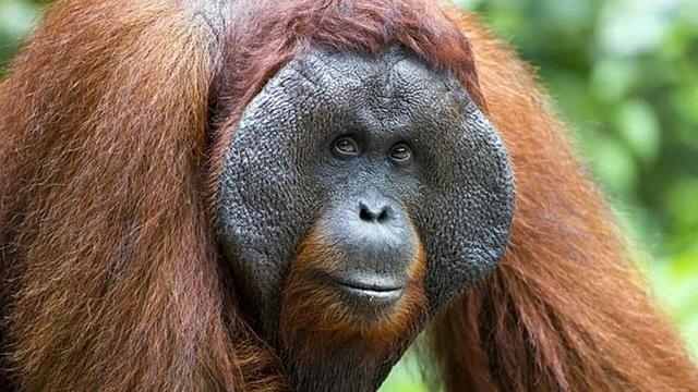 Orangutanes (primates grandes)