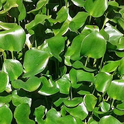 Timeline: Evolución del camalote en el Guadiana