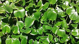 Timeline: Evolución del camalote en el Guadiana