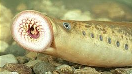 Esimesed kalad (agnaadid)