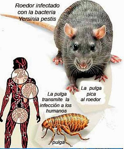 Peste negra o bubónica