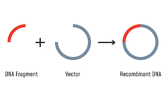 Stanley Cohen y Herbert Boyer