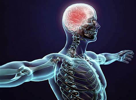 Primeros estudios sobre fisiología del cuerpo humano