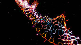 Timeline: Timeline ADN