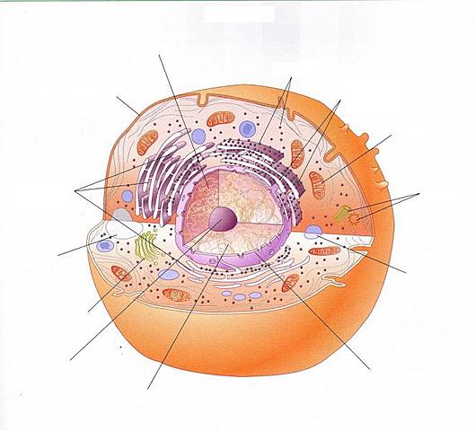 Organismes eucariotes fotoautòtrofs i quimioheteròtrofs