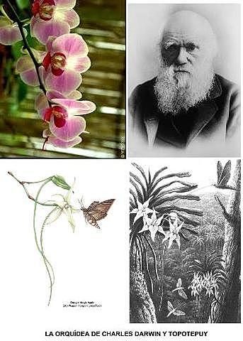 Darwin publica "Sobre la intervención de los insectos en la fecundación de las orquídeas"