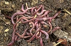 Publica su libro "Sobre la influencia de las lombrices en la formación de la tierra vegetal".