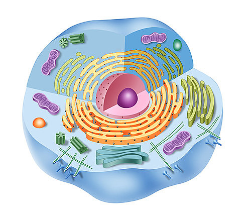 Cèl·lules eucariotes heteròtrofes. (Animals)