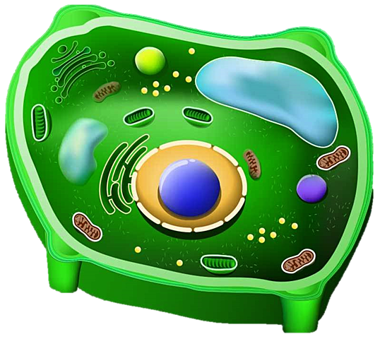 Cèl·lules eucariotes autòtrofes fotosintètiques. (Plantes i fongs)