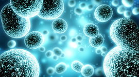 Timeline: Anabolisme heteròtrof