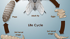 Timeline: House Fly Life Cycle
