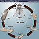 Housefly life cycle