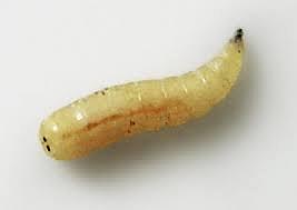 Larva