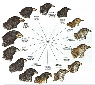 Crea la teoría de la selección natural