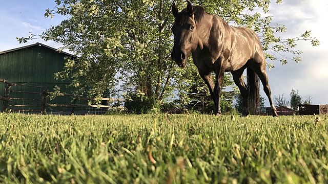 The best birthday present - Marty