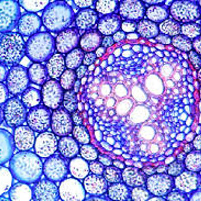 Timeline: Teoría celular