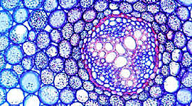 Timeline: Teoría celular