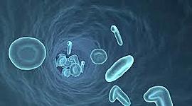 Timeline: Teoria celular