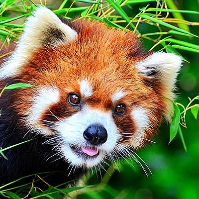 Timeline: Panda gorria