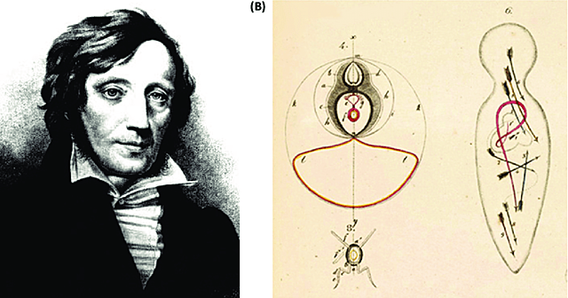 Karl Ernst von Baer describe