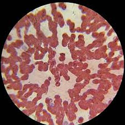 Timeline: Teoria celular