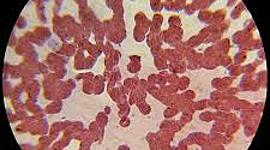 Timeline: Teoria celular