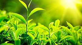 Timeline: Ιστορική Διαδρομή