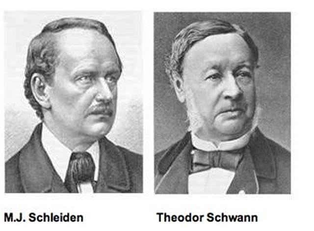J Schleiden y T Schwann