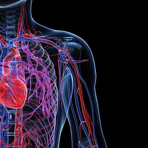 Claude Beck propuso el desarrollo de los vasos sanguíneos a nivel del pericardio.