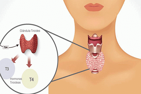 Charles Harington y George Barrer sintetizaron la hormona tiroidea.