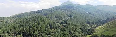 se inicia la explotación forestal.