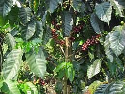 cultivo de café
